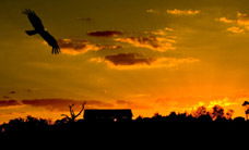 Werribee Open Range Zoo - Hotel WA 1