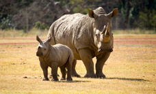 Werribee Open Range Zoo - Hotel WA 3