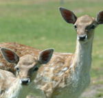 Marapana Wildlife Park - Hotel WA