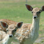 Marapana Wildlife Park - Hotel WA 0
