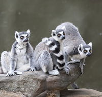Adelaide Zoo - Hotel WA