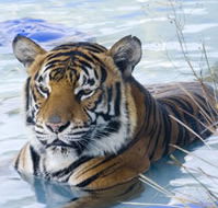 Zoo Doo Wildlife Park - Hotel WA