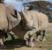 Monarto Zoo - Hotel WA