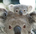 Billabong Koala and Wildlife Park - Hotel WA