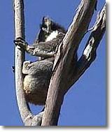 OZe Wildlife - Hotel WA 2