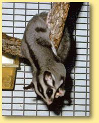 OZe Wildlife - Hotel WA 3