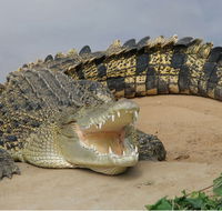 Dundee's Wildlife Park - Hotel WA