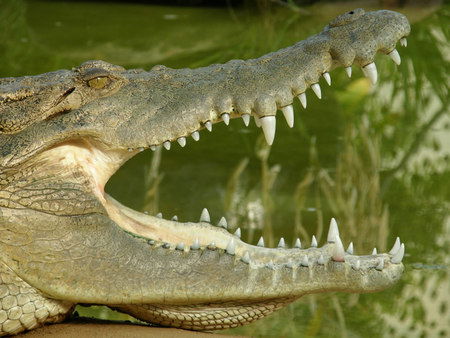 Dundee's Wildlife Park - Hotel WA 1