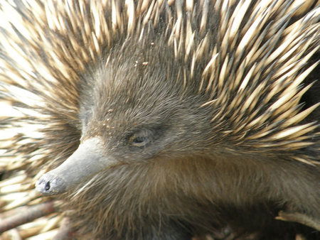 Dundee's Wildlife Park - Hotel WA 3