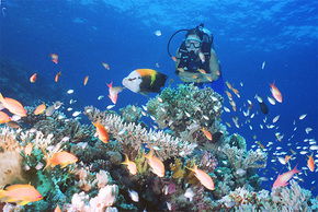Drop Zone Dive Site - Hotel WA 0