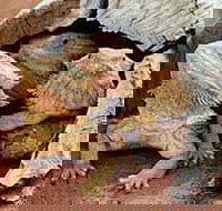 Alice Springs Reptile Centre - Hotel WA