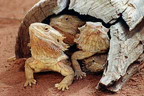 Alice Springs Reptile Centre - Hotel WA 0