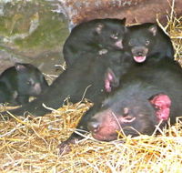 East Coast Natureworld - Hotel WA