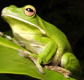 The Rainforest Habitat - Hotel WA