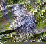 Koala Conservation Centre - Hotel WA