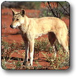 Uluru - Kata Tjuta National Park - Hotel WA 3