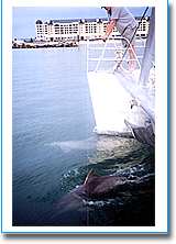 Temptation Sailing - Hotel WA 1