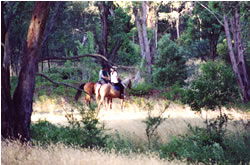 High Country Horses - Hotel WA 1