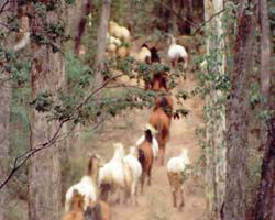 High Country Horses - Hotel WA 2