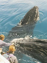 Storeyline Tours - Hotel WA 1