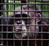 Rockhampton Zoo - Hotel WA