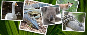 Rockhampton Zoo - Hotel WA 2