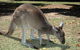 Bunbury Wildlife Park - thumb 1