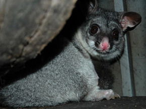 Bunbury Wildlife Park - Hotel WA 2