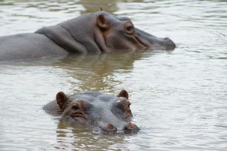 Cairns Wildlife Safari Reserve - Hotel WA 2