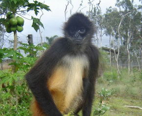 Cairns Wildlife Safari Reserve - Hotel WA 3