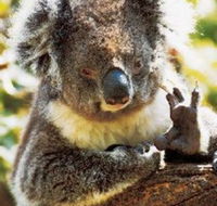 Gorge Wildlife Park - Hotel WA