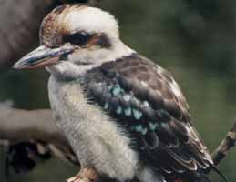 Nowra Wildlife Park - Hotel WA 2