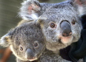 Symbio Wildlife Gardens - Hotel WA 1