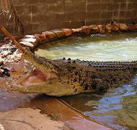 Wyndham Zoological Gardens and Crocodile Park - Hotel WA