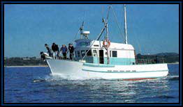 Polperro Dolphin Swims - Hotel WA 2