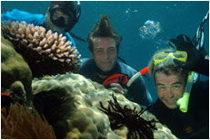 Dolphin Wild - Hotel WA 1