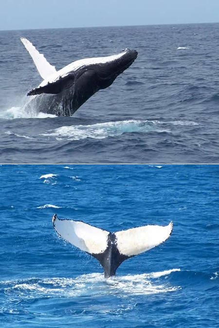 Mills Charters Fishing And Whale Watch Cruises - Hotel WA 3