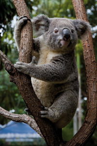 Currumbin Wildlife Sanctuary - Hotel WA 1
