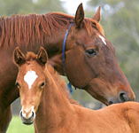Blue Gum Farm - Hotel WA