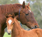 Blue Gum Farm - Hotel WA 0