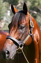 Blue Gum Farm - Hotel WA 2