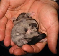 Cool Companions - Hotel WA