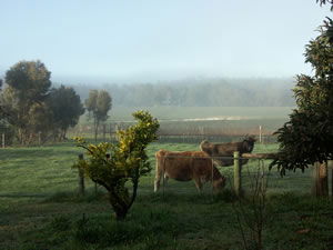 Lion Mill Vineyards - Hotel WA 2