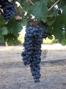 Lion Mill Vineyards - Hotel WA 3