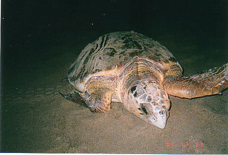 Footprints Adventures - Hotel WA 0