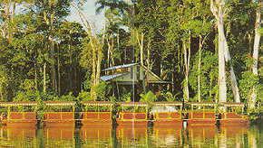 Daintree Rainforest River Trains - Hotel WA 3