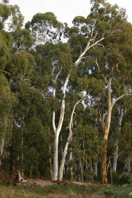 Heysen - The Cedars - Hotel WA 2