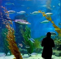 Melbourne Aquarium - Hotel WA