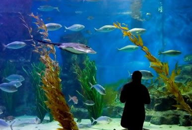 Melbourne Aquarium - Hotel WA 0