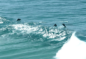 Beach Trekkers North Stradbroke Island - Hotel WA 2